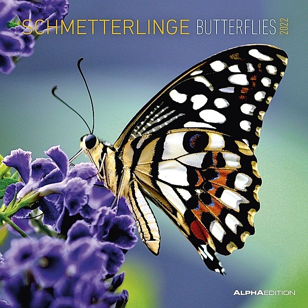 Schmetterlinge 2022 - Broschürenkalender 30x30 cm (30x60 geöffnet) - Kalender mit Platz für Notizen - Butterflies - Bild