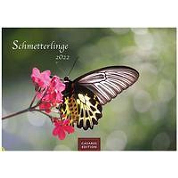 Schmetterlinge 2022 S