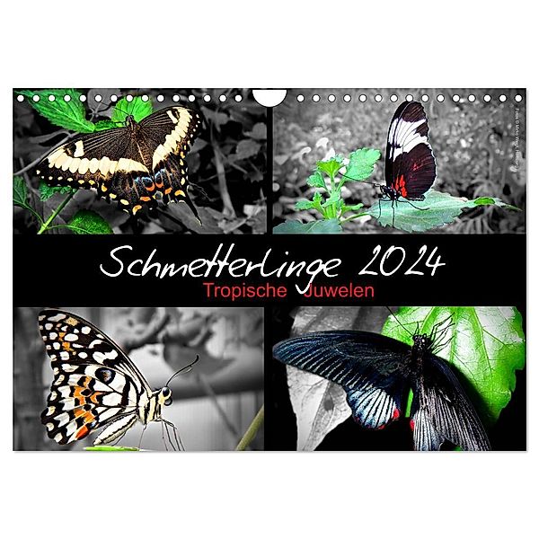 Schmetterlinge 2024 - Tropische Juwelen (Wandkalender 2024 DIN A4 quer), CALVENDO Monatskalender, Hamburg, © Mirko Weigt
