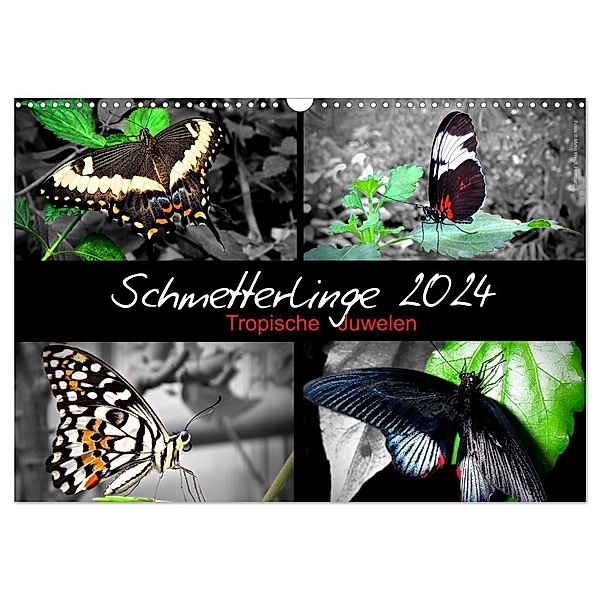 Schmetterlinge 2024 - Tropische Juwelen (Wandkalender 2024 DIN A3 quer), CALVENDO Monatskalender, Hamburg, © Mirko Weigt