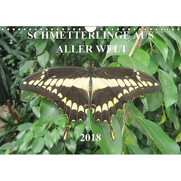 Schmetterlinge aus aller Welt (Wandkalender 2018 DIN A4 quer), J. Middelanis