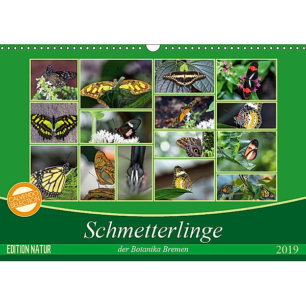 Schmetterlinge der Botanika Bremen (Wandkalender 2019 DIN A3 quer), Burkhard Körner