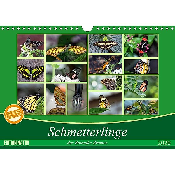 Schmetterlinge der Botanika Bremen (Wandkalender 2020 DIN A4 quer), Burkhard Körner