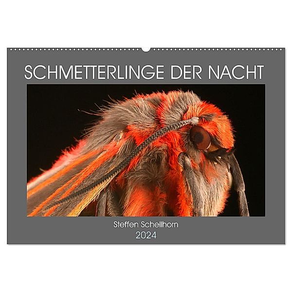 SCHMETTERLINGE DER NACHT (Wandkalender 2024 DIN A2 quer), CALVENDO Monatskalender, Steffen Schellhorn