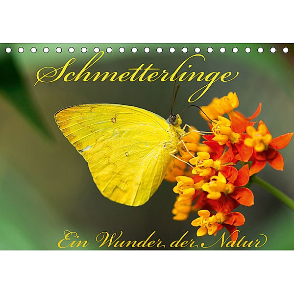 Schmetterlinge, Ein Wunder der Natur (Tischkalender 2019 DIN A5 quer), Tilman Schumm
