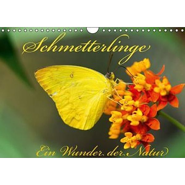 Schmetterlinge, Ein Wunder der Natur (Wandkalender 2015 DIN A4 quer), Tilman Schumm