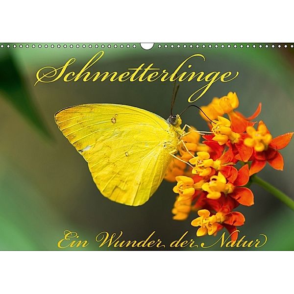 Schmetterlinge, Ein Wunder der Natur (Wandkalender 2018 DIN A3 quer), Tilman Schumm