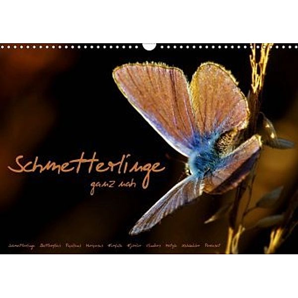 Schmetterlinge ganz nah (Wandkalender 2020 DIN A3 quer), Julia Delgado