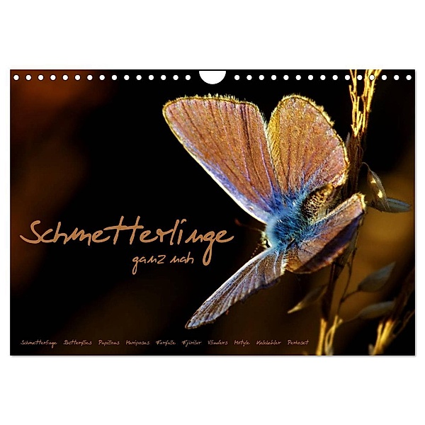 Schmetterlinge ganz nah (Wandkalender 2024 DIN A4 quer), CALVENDO Monatskalender, Julia Delgado