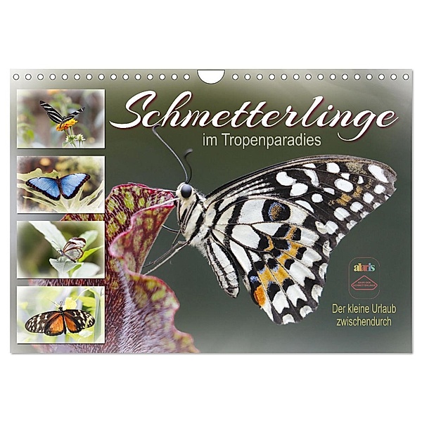 Schmetterlinge im Tropenparadies (Wandkalender 2024 DIN A4 quer), CALVENDO Monatskalender, Sabine Löwer