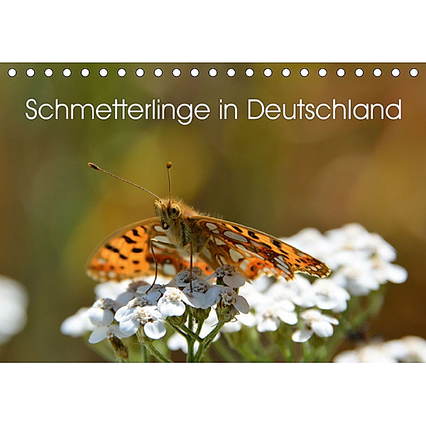 Schmetterlinge in Deutschland (Tischkalender 2019 DIN A5 quer), Thomas Freiberg