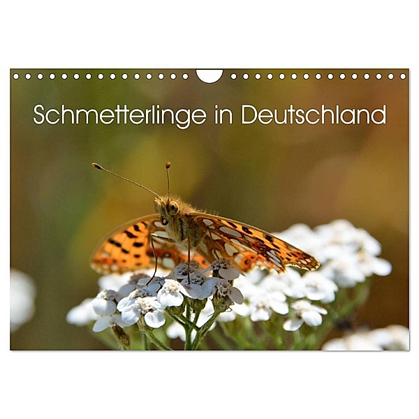Schmetterlinge in Deutschland (Wandkalender 2024 DIN A4 quer), CALVENDO Monatskalender, Thomas Freiberg - Fotografie Licht & Schatten
