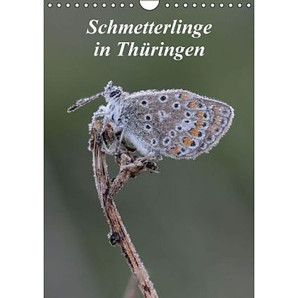 Schmetterlinge in Thüringen (Wandkalender 2016 DIN A4 hoch), Bernd Sprenger