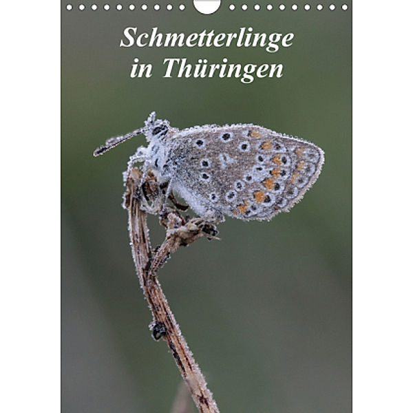 Schmetterlinge in Thüringen (Wandkalender 2020 DIN A4 hoch), Bernd Sprenger