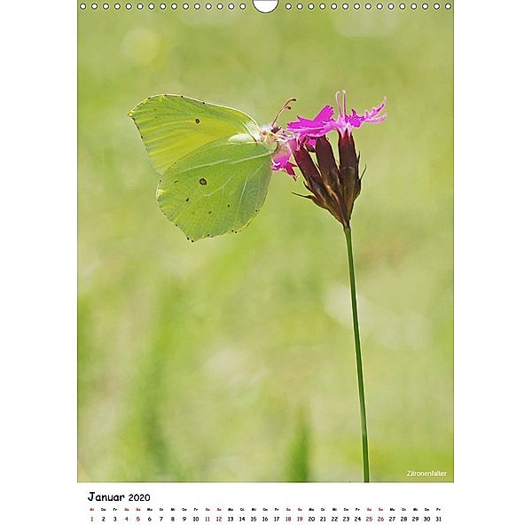 Schmetterlinge, schöne Flieger der Natur (Wandkalender 2020 DIN A3 hoch), Jürgen Blum