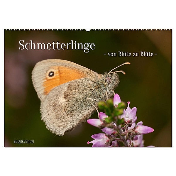 Schmetterlinge - von Blüte zu Blüte - (Wandkalender 2024 DIN A2 quer), CALVENDO Monatskalender, Angelika Meister