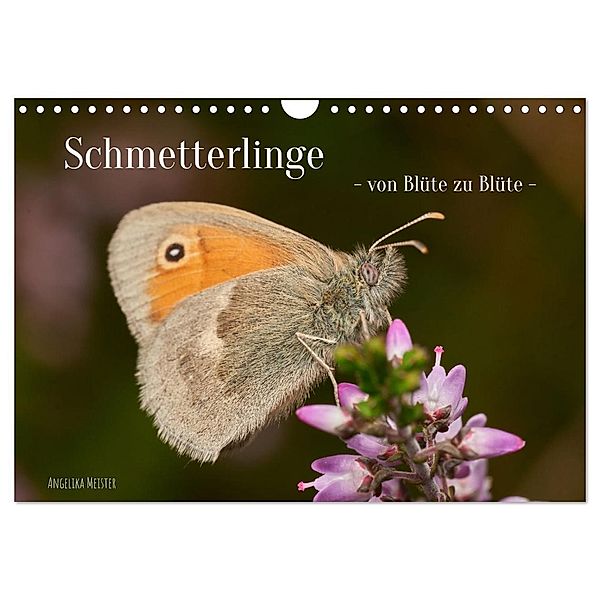 Schmetterlinge - von Blüte zu Blüte - (Wandkalender 2024 DIN A4 quer), CALVENDO Monatskalender, Angelika Meister