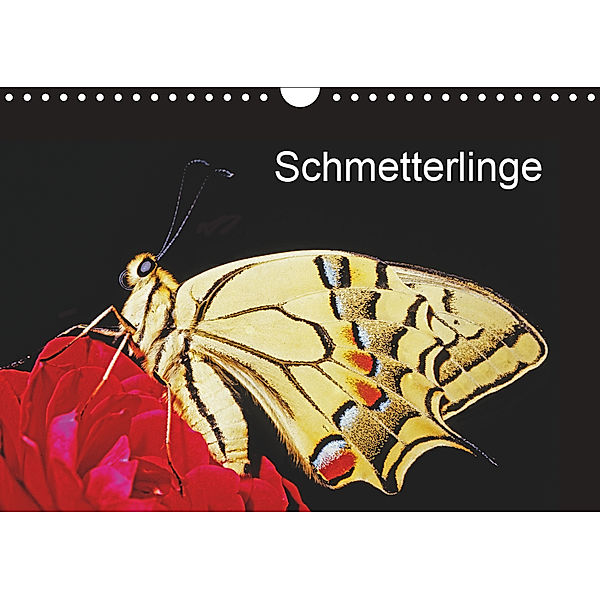 Schmetterlinge (Wandkalender 2019 DIN A4 quer), Bachmeier