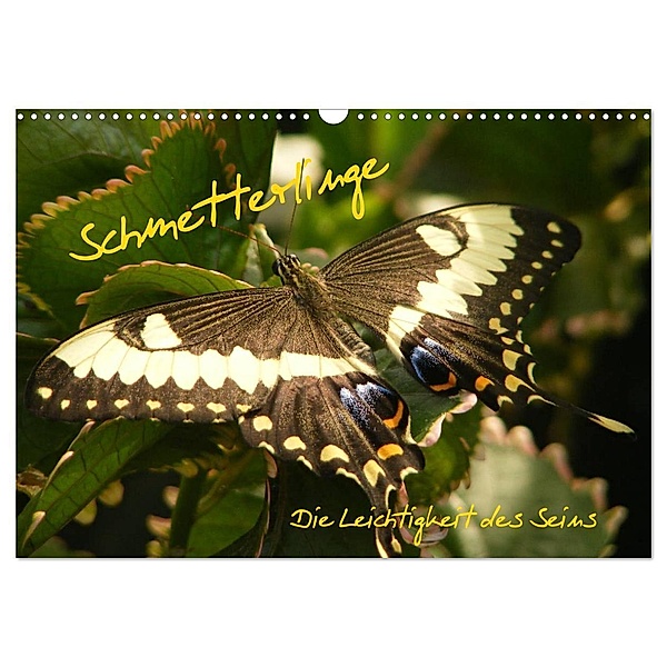Schmetterlinge (Wandkalender 2024 DIN A3 quer), CALVENDO Monatskalender, Alla Pressmann