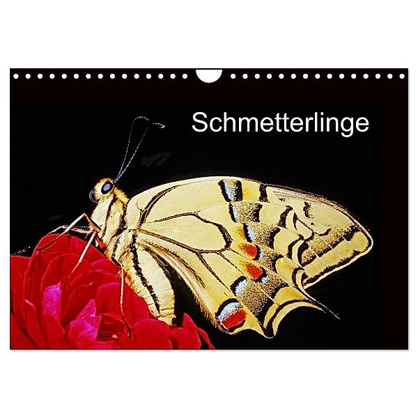 Schmetterlinge (Wandkalender 2024 DIN A4 quer), CALVENDO Monatskalender, McPHOTO / Bachmeier / Huwiler / Krause / Kreuter / Schreiter / Steinkamp