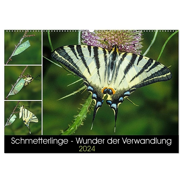 Schmetterlinge - Wunder der Verwandlung (Wandkalender 2024 DIN A2 quer), CALVENDO Monatskalender, Wilhelm Eisenreich