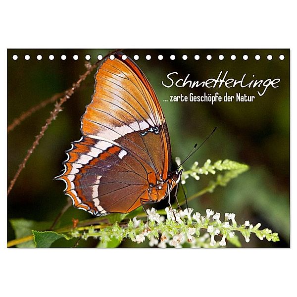 Schmetterlinge - zarte Geschöpfe der Natur (Tischkalender 2024 DIN A5 quer), CALVENDO Monatskalender, Melanie Viola