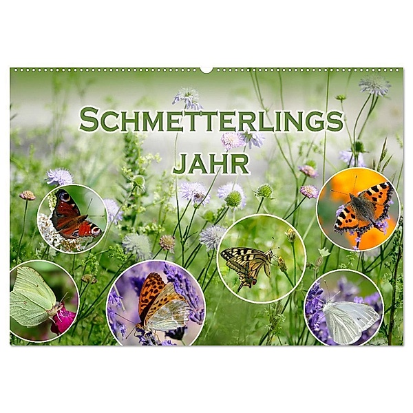 Schmetterlingsjahr (Wandkalender 2025 DIN A2 quer), CALVENDO Monatskalender, Calvendo, Christine B-B Müller