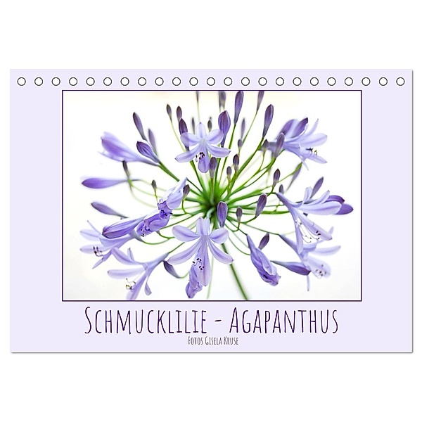 Schmucklilie - Agapanthus (Tischkalender 2024 DIN A5 quer), CALVENDO Monatskalender, Gisela Kruse