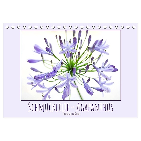 Schmucklilie - Agapanthus (Tischkalender 2025 DIN A5 quer), CALVENDO Monatskalender, Calvendo, Gisela Kruse