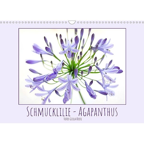 Schmucklilie - Agapanthus (Wandkalender 2022 DIN A3 quer), Gisela Kruse
