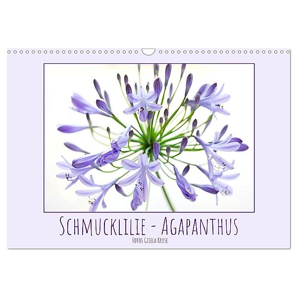 Schmucklilie - Agapanthus (Wandkalender 2024 DIN A3 quer), CALVENDO Monatskalender, Gisela Kruse