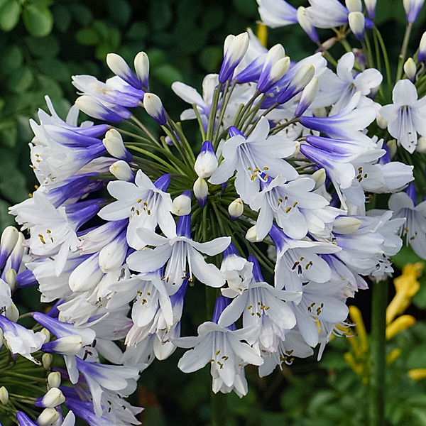 Schmucklilie Twister, weiß-blau, Blumenzwiebeln