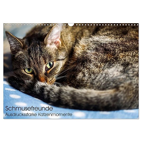 Schmusefreunde (Wandkalender 2024 DIN A3 quer), CALVENDO Monatskalender, Linda Geisdorf