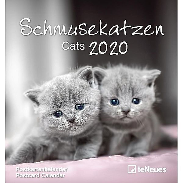 Schmusekatzen 2020