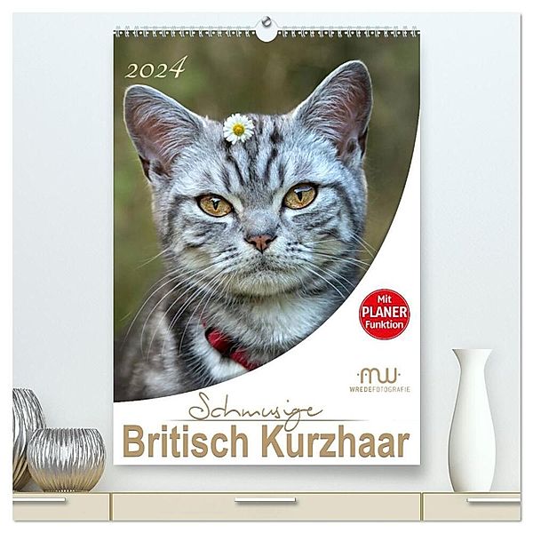 Schmusige Britisch Kurzhaar (hochwertiger Premium Wandkalender 2024 DIN A2 hoch), Kunstdruck in Hochglanz, Martina Wrede