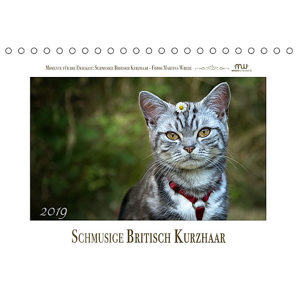 Schmusige Britisch Kurzhaar (Tischkalender 2019 DIN A5 quer), Martina Wrede