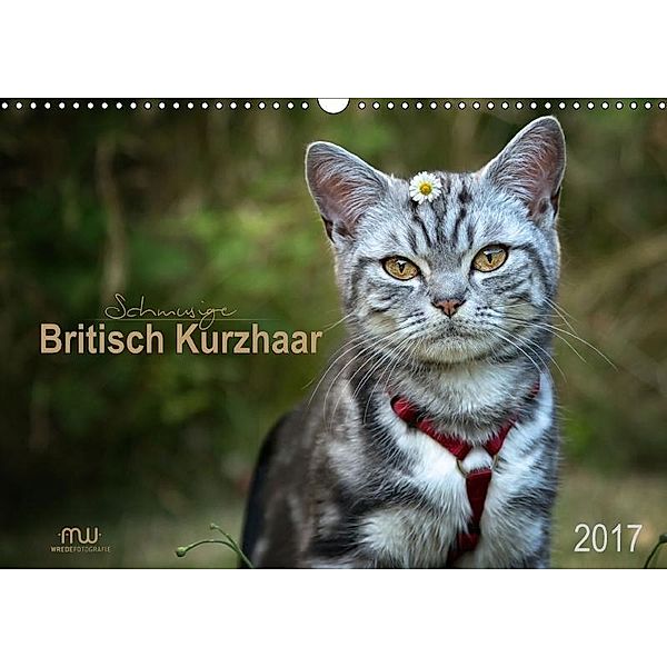 Schmusige Britisch Kurzhaar (Wandkalender 2017 DIN A3 quer), Martina Wrede