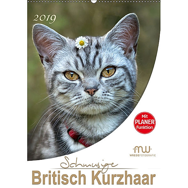 Schmusige Britisch Kurzhaar (Wandkalender 2019 DIN A2 hoch), Martina Wrede