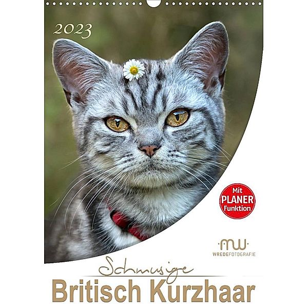 Schmusige Britisch Kurzhaar (Wandkalender 2023 DIN A3 hoch), Martina Wrede