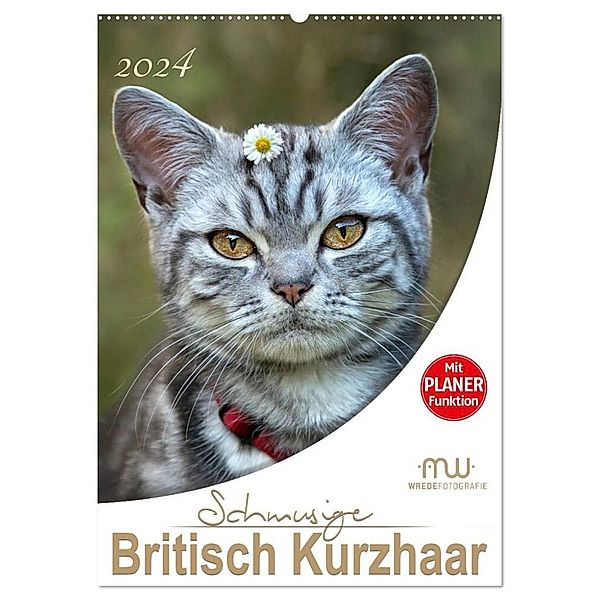 Schmusige Britisch Kurzhaar (Wandkalender 2024 DIN A2 hoch), CALVENDO Monatskalender, Martina Wrede