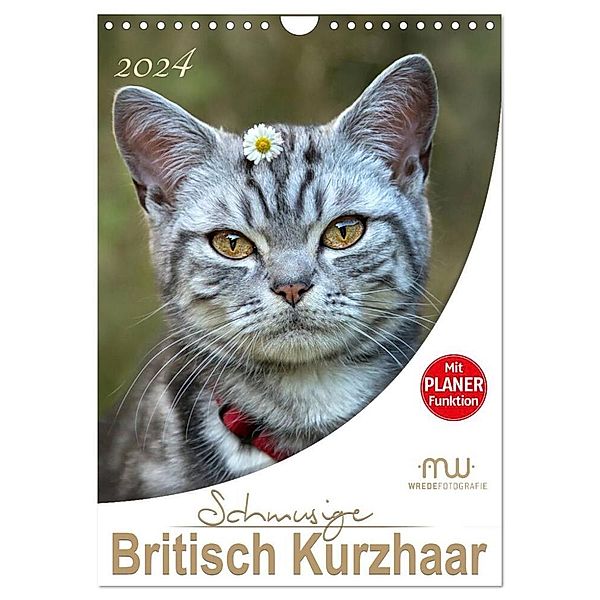 Schmusige Britisch Kurzhaar (Wandkalender 2024 DIN A4 hoch), CALVENDO Monatskalender, Martina Wrede