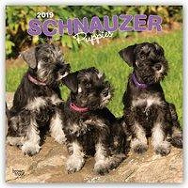 Schnauzer Puppies - Schnauzer Welpen 2019 - 18-Monatskalende