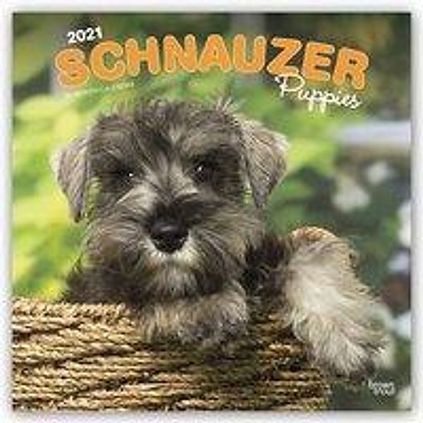 Schnauzer Puppies - Schnauzer Welpen 2021 - 16-Monatskalender mit freier DogDays-App, Schnauzer Puppies 2021