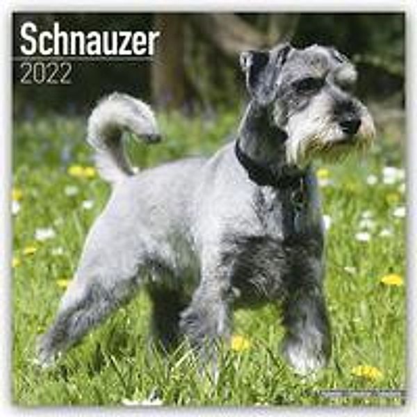 Schnauzer - Schnauzer 2022 - 16-Monatskalender, Avonside Publishing Ltd