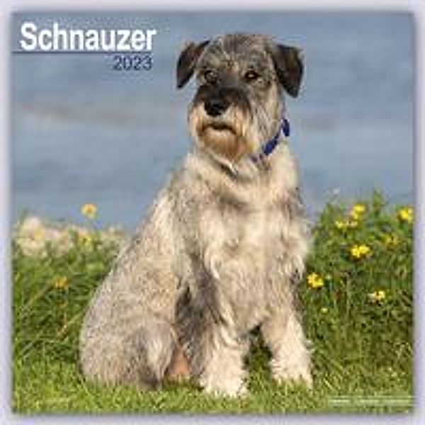 Schnauzer - Schnauzer 2023 - 16-Monatskalender, Avonside Publishing Ltd