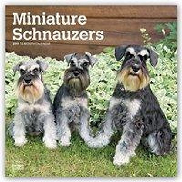 Schnauzers, Miniature International Edition 2019 Wall Calend