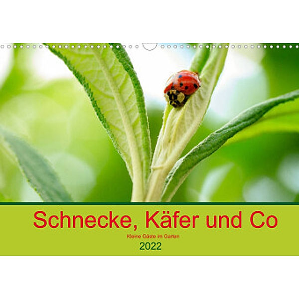 Schnecke, Käfer und Co (Wandkalender 2022 DIN A3 quer), Ilse Kunz
