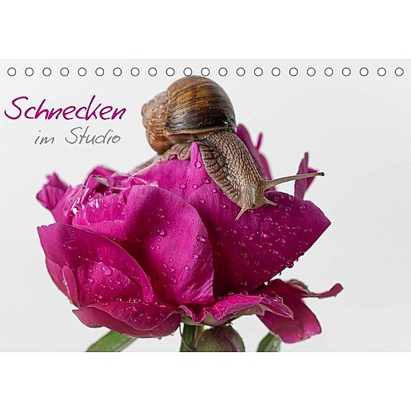 Schnecken im Studio (Tischkalender 2023 DIN A5 quer), Claudia Kellermann
