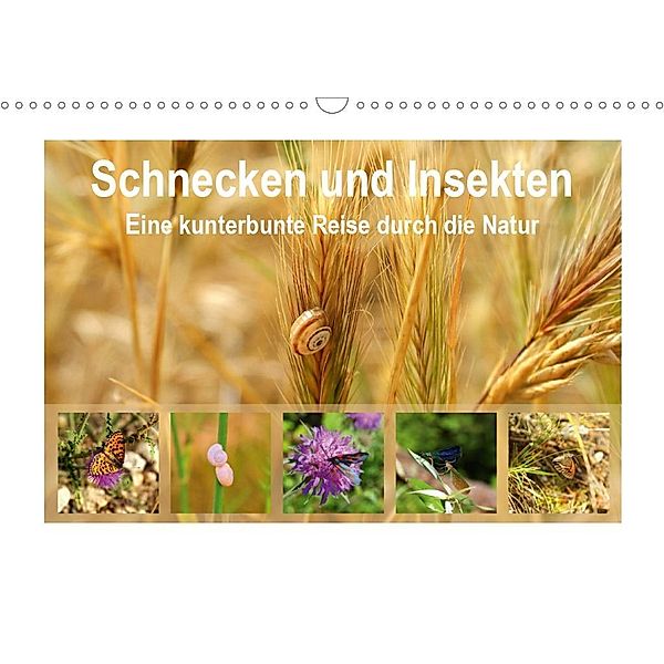 Schnecken und Insekten - Eine kunterbunte Reise durch die Natur (Wandkalender 2020 DIN A3 quer), Marie Reinhold