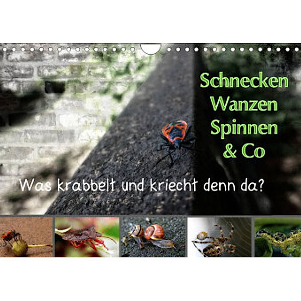 Schnecken, Wanzen, Spinnen und Co...Was krabbelt und kriecht denn da? (Wandkalender 2022 DIN A4 quer), Sabine Brinker